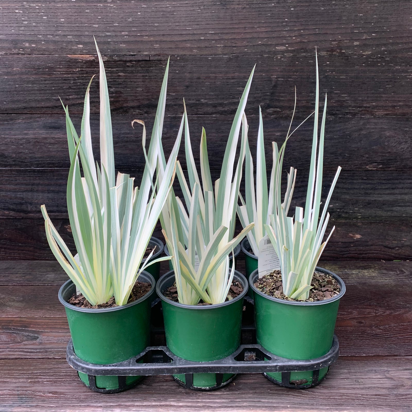 Iris pallida 'Albo Variegata' ~ White Variegated Zebra Iris-ServeScape