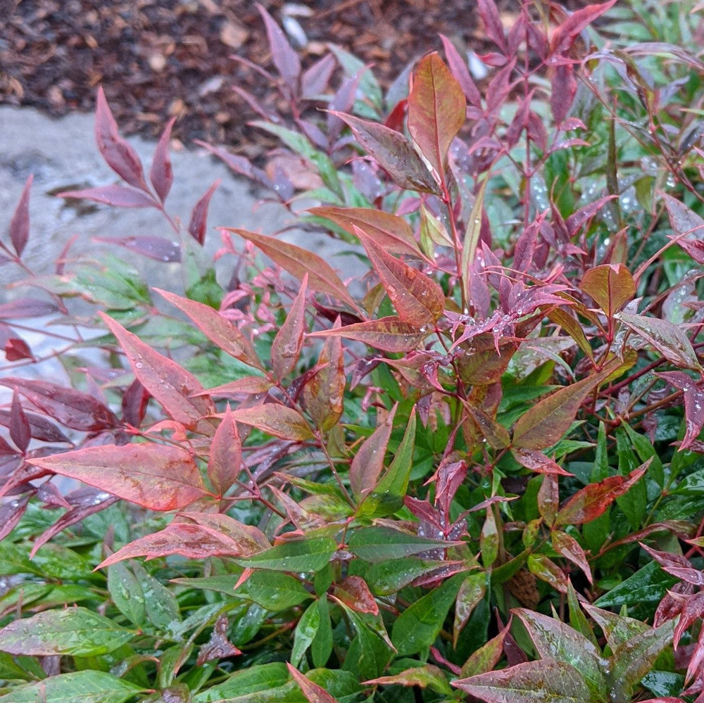 Nandina domestica 'Tuscan Flame' PP21,940 ~ Monrovia® Tuscan Flame Heavenly Bamboo-ServeScape