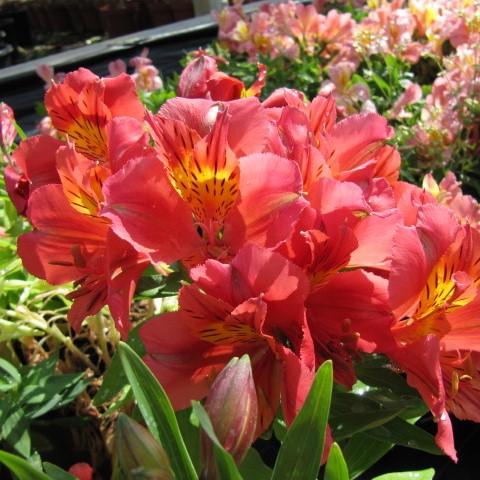 Alstroemeria x 'Zaprielia' ~ Monrovia® Colorita® Eliane® Peruvian Lily-ServeScape