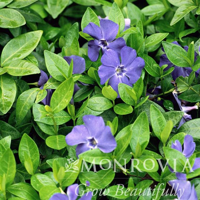 Vinca minor 'Bowles' ~ Monrovia® Bowles Periwinkle-ServeScape