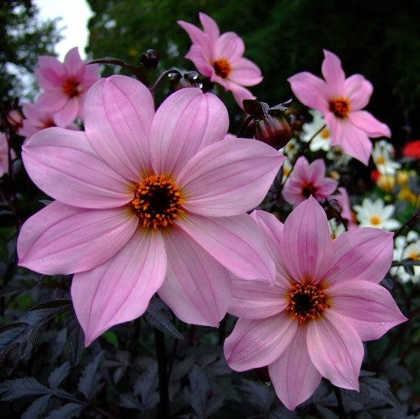 Dahlia 'HDPI117' ~ Monrovia® Happy Days™ Pink Dahlia-ServeScape