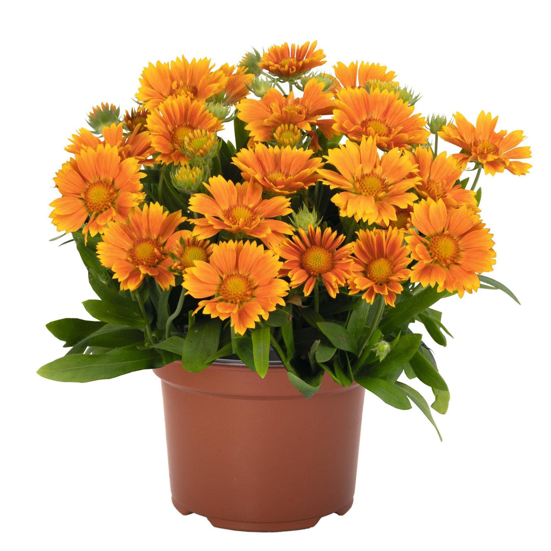Gaillardia aristata 'SpinTop Mango' ~ Spintop™ Mango Blanket Flower-ServeScape