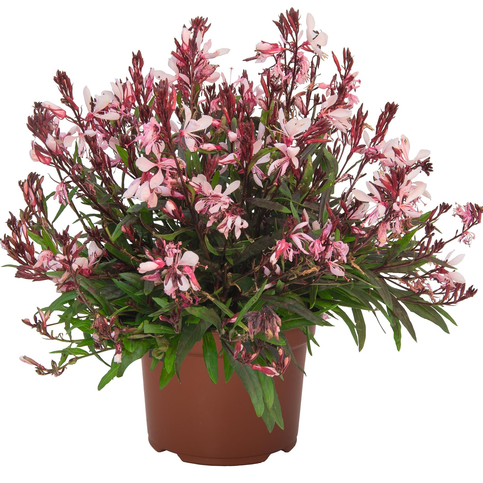 Gaura lindheimeri 'Graceful Light Pink' ~ Graceful Light Pink Gaura-ServeScape