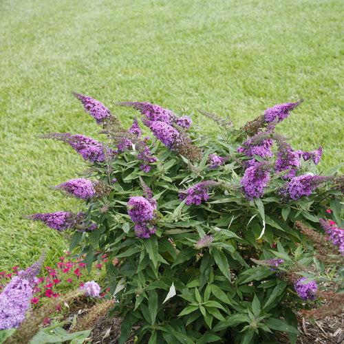 Buddleia x 'SMNBDO' ~ Monrovia® Pugster Periwinkle® Butterfly Bush-ServeScape