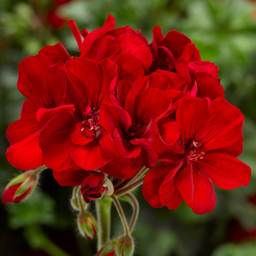 Pelargonium interspecific 'Mojo Dark Red' ~ Mojo™ Dark Red Geranium-ServeScape