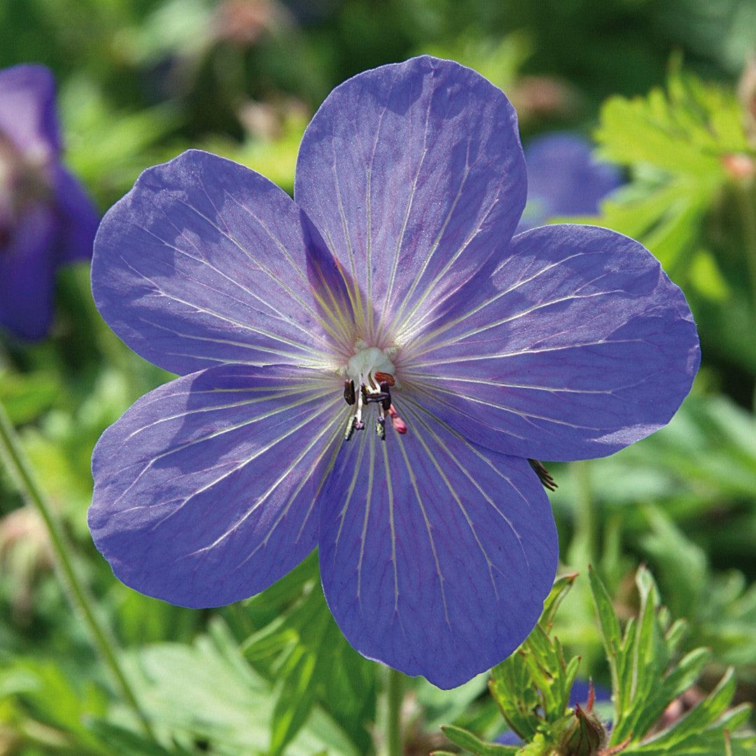 Geranium 'Johnson's Blue' ~ Johnson's Blue Cranesbill-ServeScape