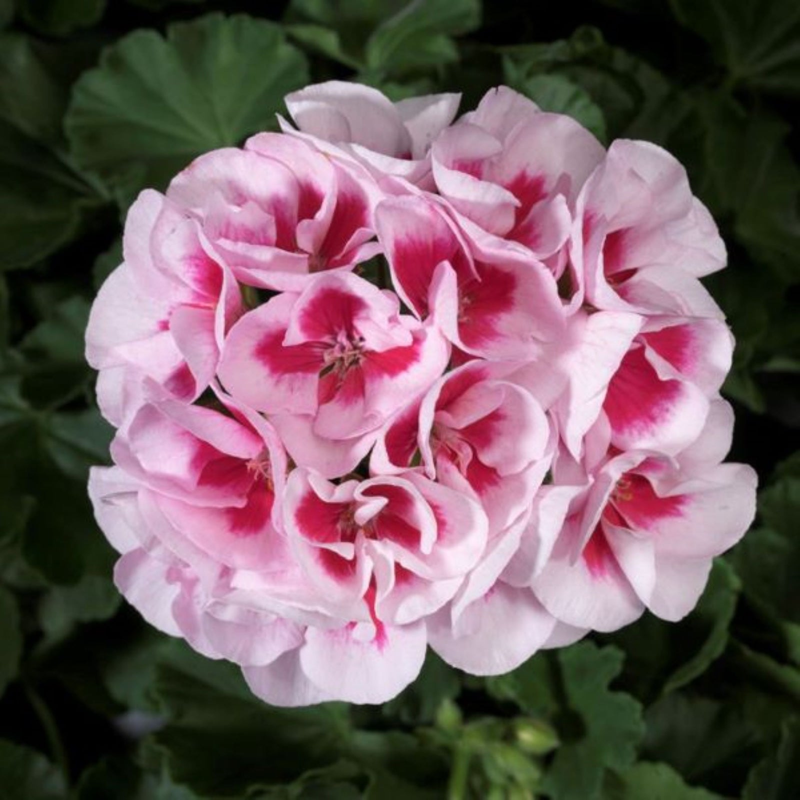 Pelargonium zonal 'Americana White Splash' ~ Americana® White Splash Zonal Geranium-ServeScape