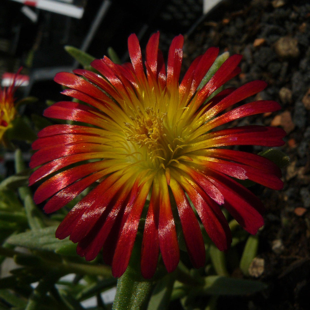 Delosperma cooperi 'Delmara Fuchsia' ~ Monrovia® Delmara™ Fuchsia Ice Plant-ServeScape