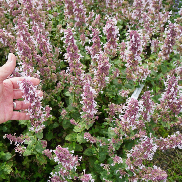 Nepeta x faassenii 'Balpurrink' PP33,184 ~ Monrovia® Whispurr™ Pink Catmint-ServeScape