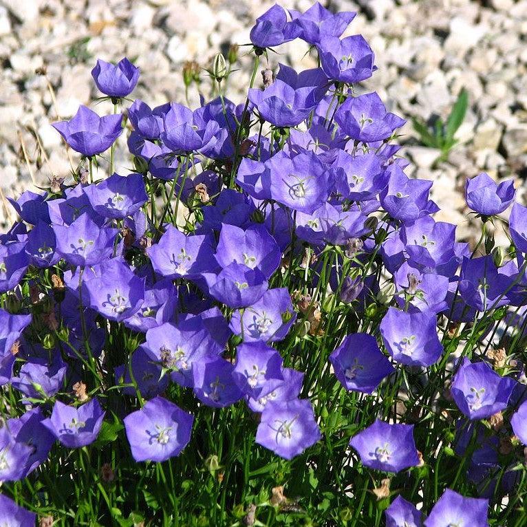Campanula carpatica 'Pristar Deep Blue' ~ Monrovia® Pristar™ Deep Blue Bellflower-ServeScape