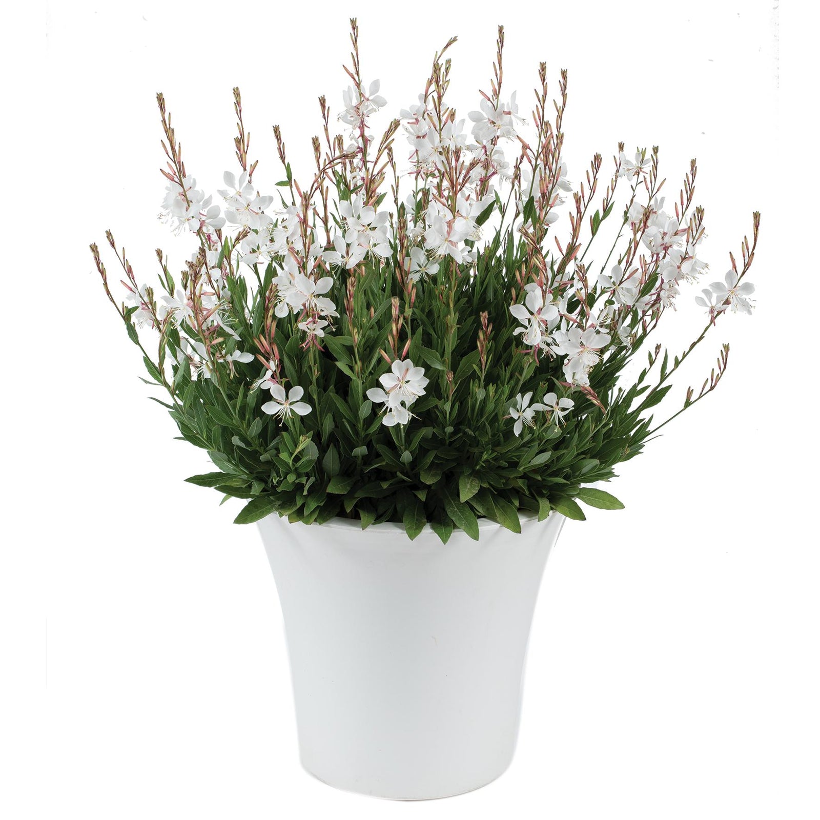 Gaura lindheimeri 'Steffi White' ~ Steffi™ White Gaura-ServeScape