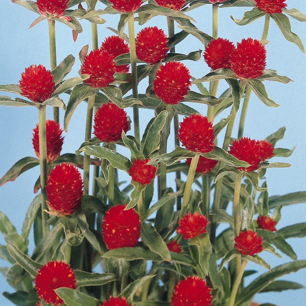 Gomphrena haageana 'Qis Red' ~ QIS Red Globe Amaranth-ServeScape