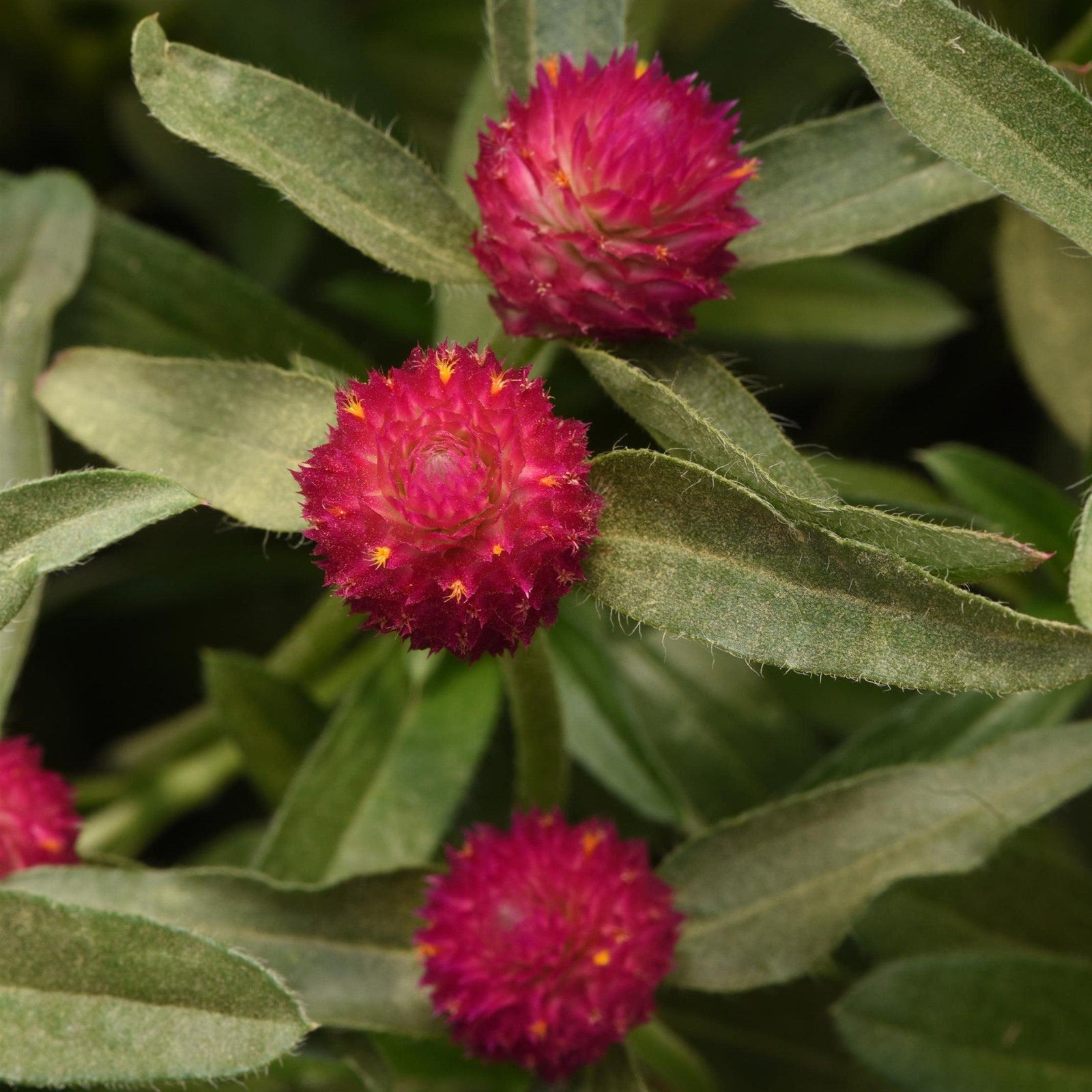 Gomphrena haageana 'Qis Carmine' ~ QIS Carmine Globe Amaranth-ServeScape