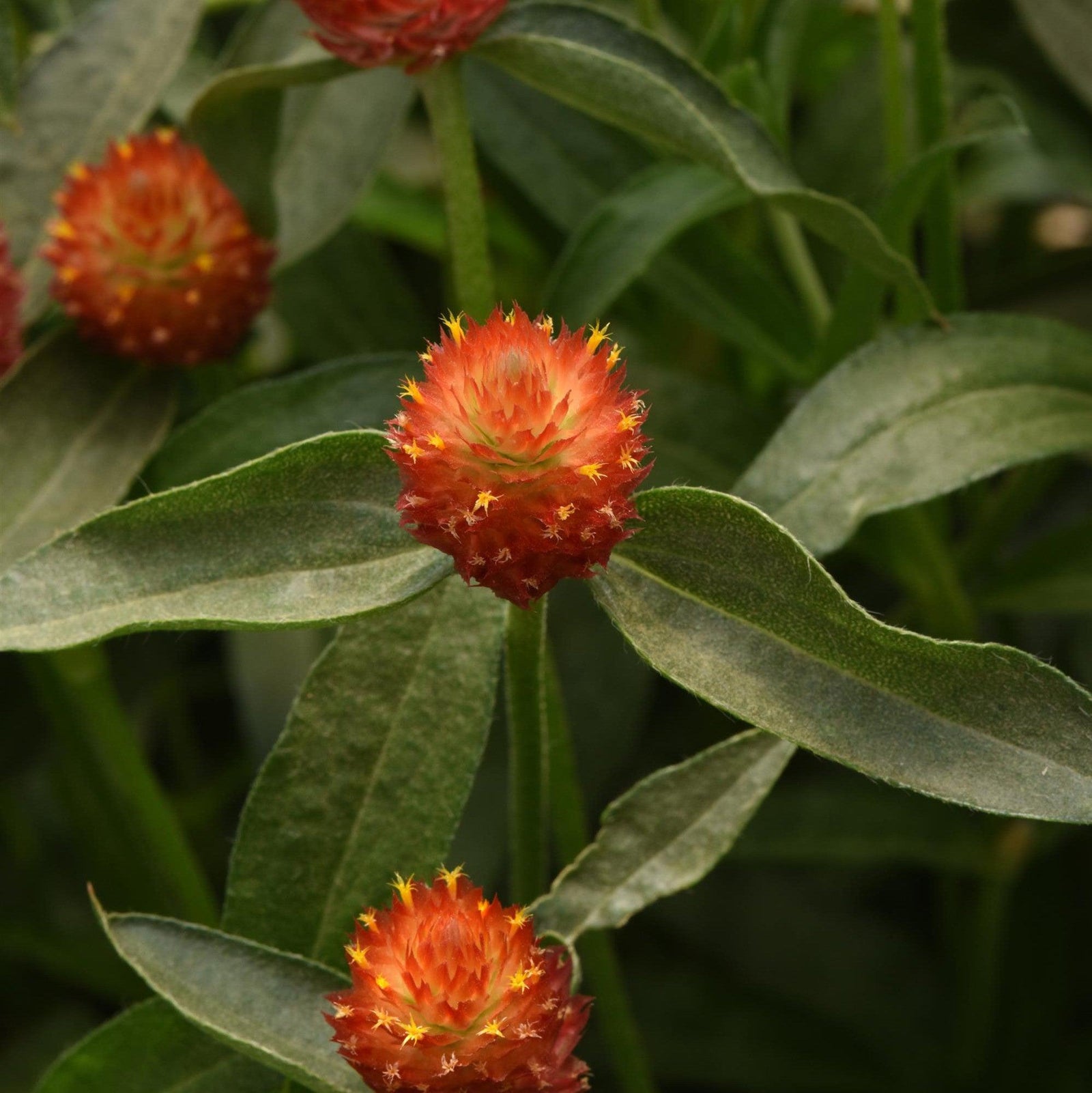Gomphrena haageana 'Qis Orange' ~ QIS Orange Globe Amaranth-ServeScape