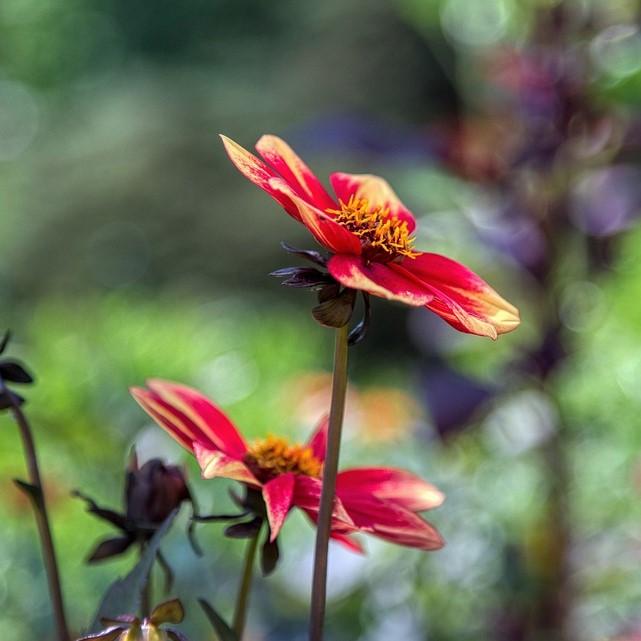 Dahlia hybrida 'HDBic34' PP #28,257 ~ Monrovia® Happy Days™ Orange Red Bicolor Dahlia-ServeScape