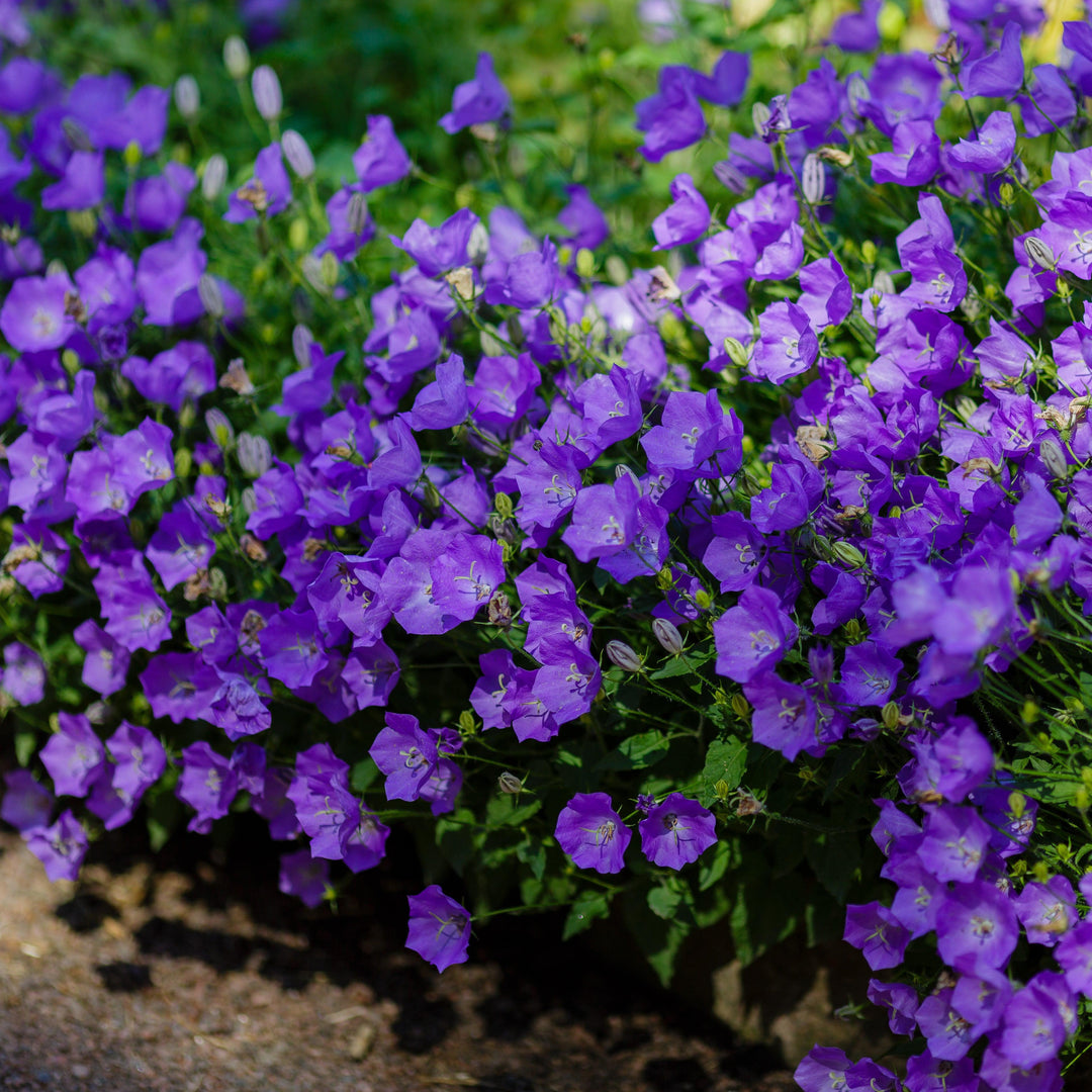 Campanula carpatica 'Pristar Deep Blue' ~ Monrovia® Pristar™ Deep Blue Bellflower-ServeScape