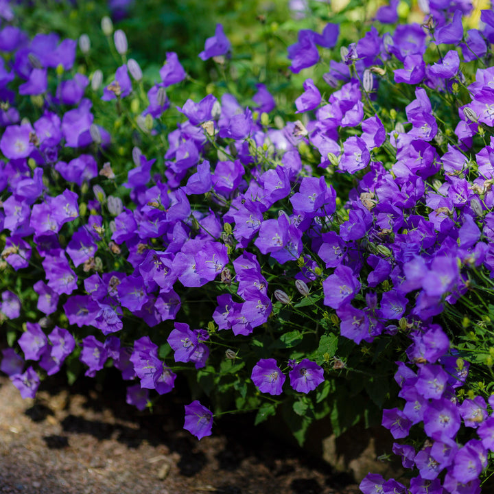 Campanula carpatica 'Pristar Deep Blue' ~ Monrovia® Pristar™ Deep Blue Bellflower-ServeScape