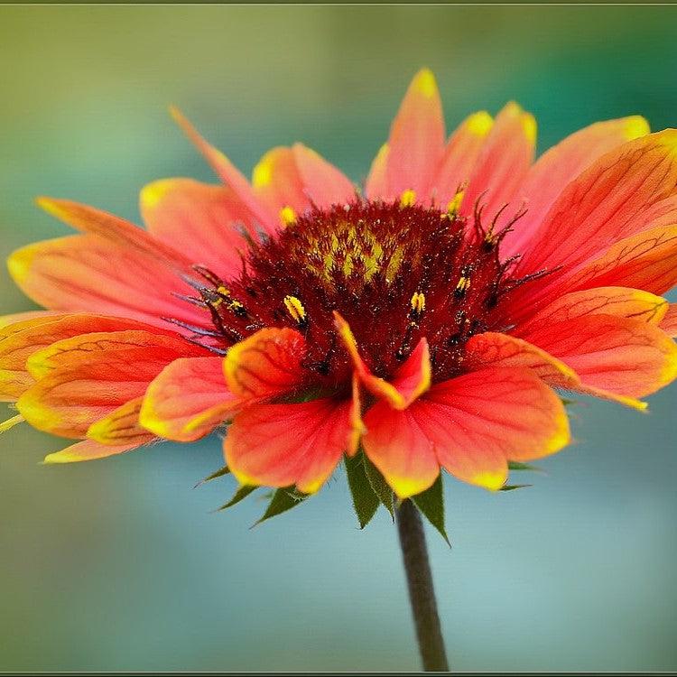 Gaillardia aristata 'Spintop Orange Halo' ~ Spintop™ Orange Halo Blanket Flower-ServeScape