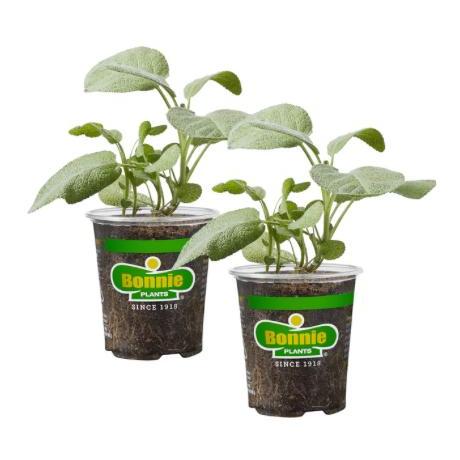 Assorted Herbs ~ Cool Season Herbs (4.5" pot)-ServeScape