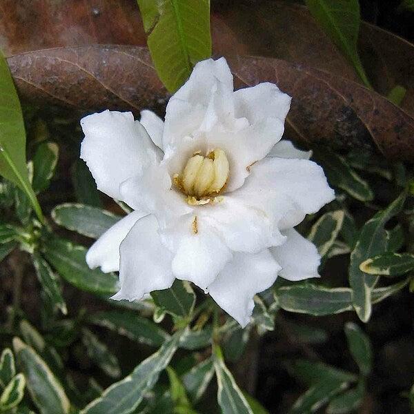 Gardenia jasminoides 'Radicans Variegata' ~ Variegated Miniature Gardenia-ServeScape