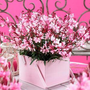 Gaura lindheimeri 'Florgaucompi' ~ Gaudi™ Pink Gaura-ServeScape