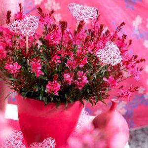 Gaura lindheimeri 'Florgaure' ~ Gaudi™ Red Gaura-ServeScape
