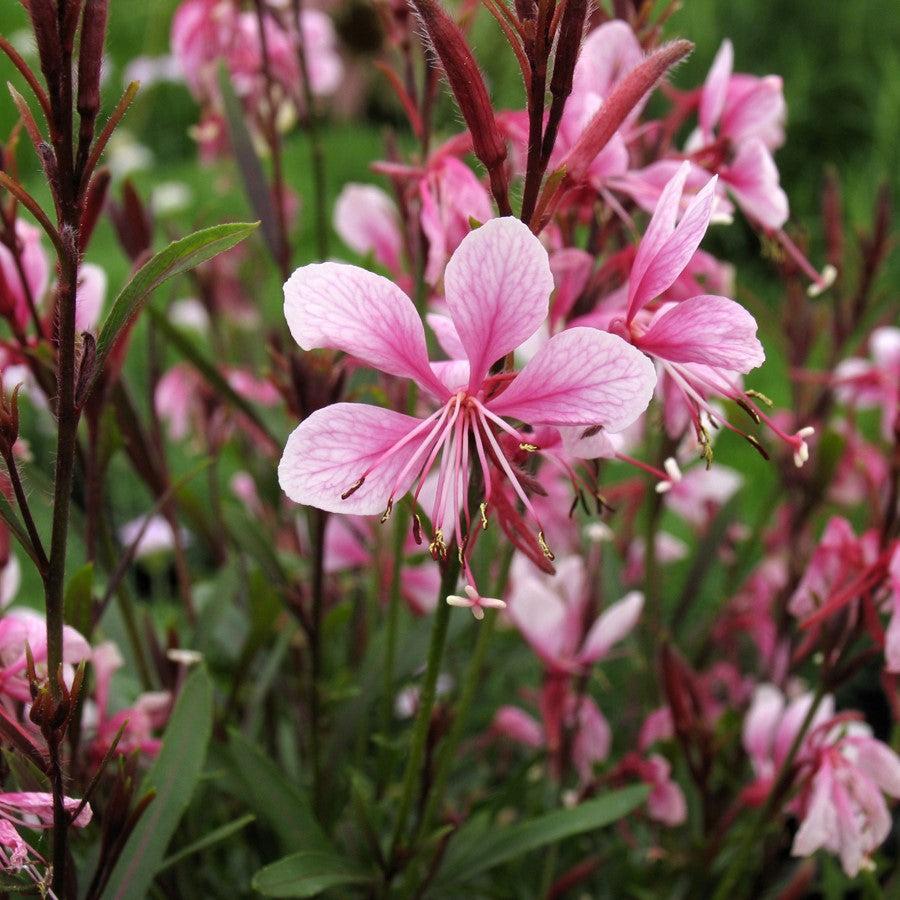 Gaura lindheimeri 'Sme-2' ~ Passionate Blush™ Gaura-ServeScape
