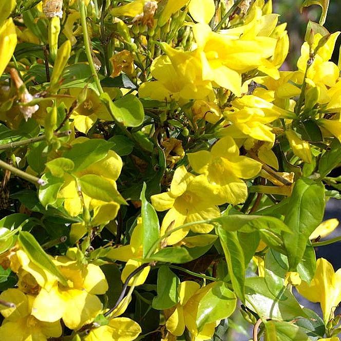 Gelsemium rankinii ~ Monrovia® Swamp Jessamine-ServeScape