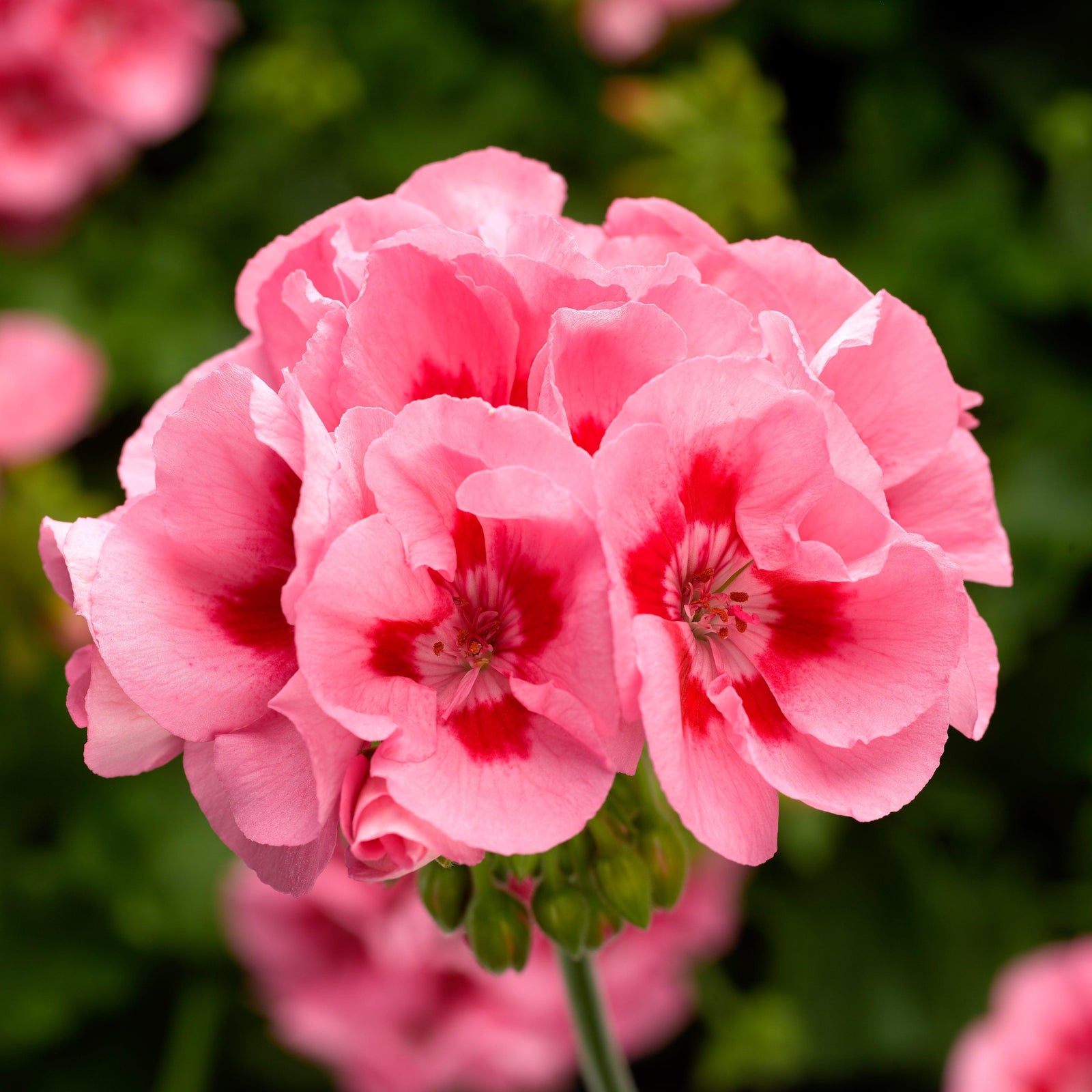 Pelargonium interspecific 'Calliope Pink Flame' ~ Calliope® Medium Pink Flame Geranium-ServeScape