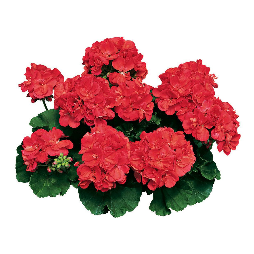 Pelargonium zonal 'Americana Coral' ~ Americana® Coral Zonal Geranium-ServeScape