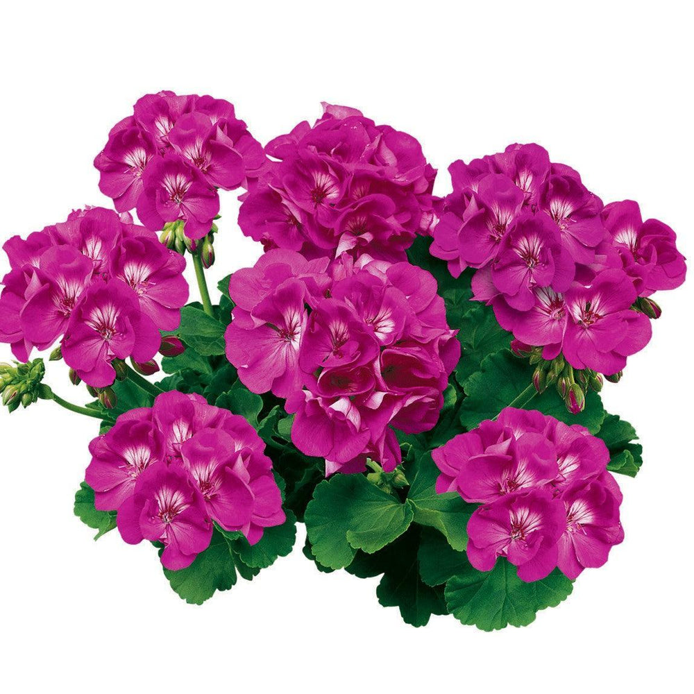 Pelargonium zonal 'Americana Orchid' ~ Americana® Orchid Zonal Geranium-ServeScape