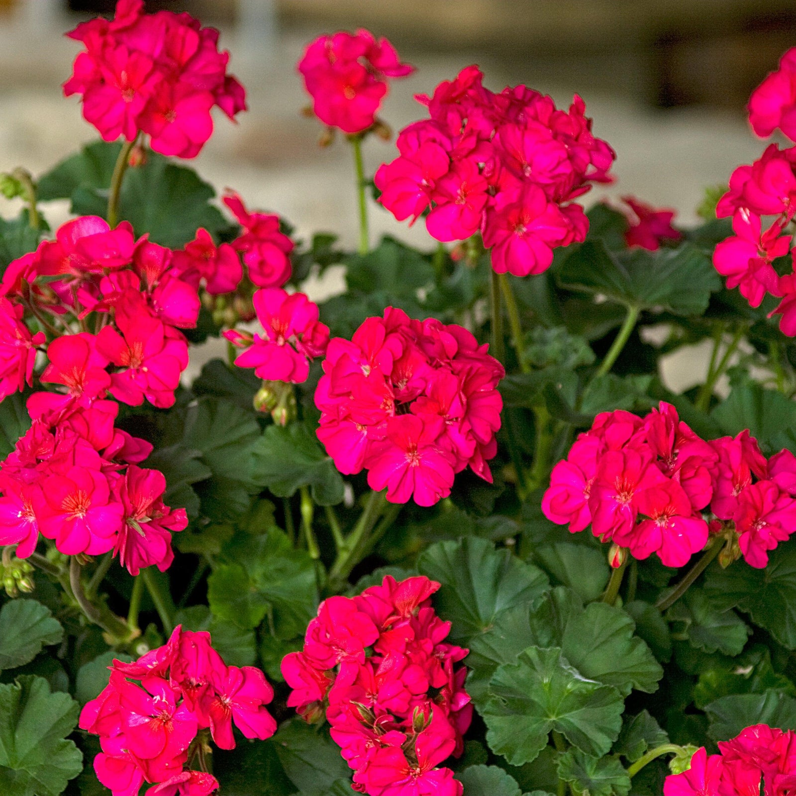 Pelargonium zonal 'Tango Neon Purple' ~ Tango™ Neon Purple Zonal Geranium-ServeScape