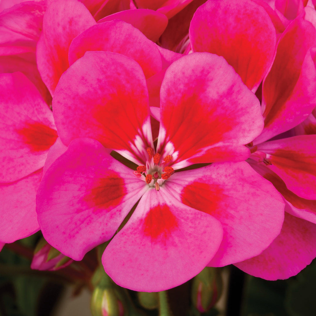 Pelargonium zonal 'Tango Rose Splash' ~ Tango™ Rose Splash Zonal Geranium-ServeScape