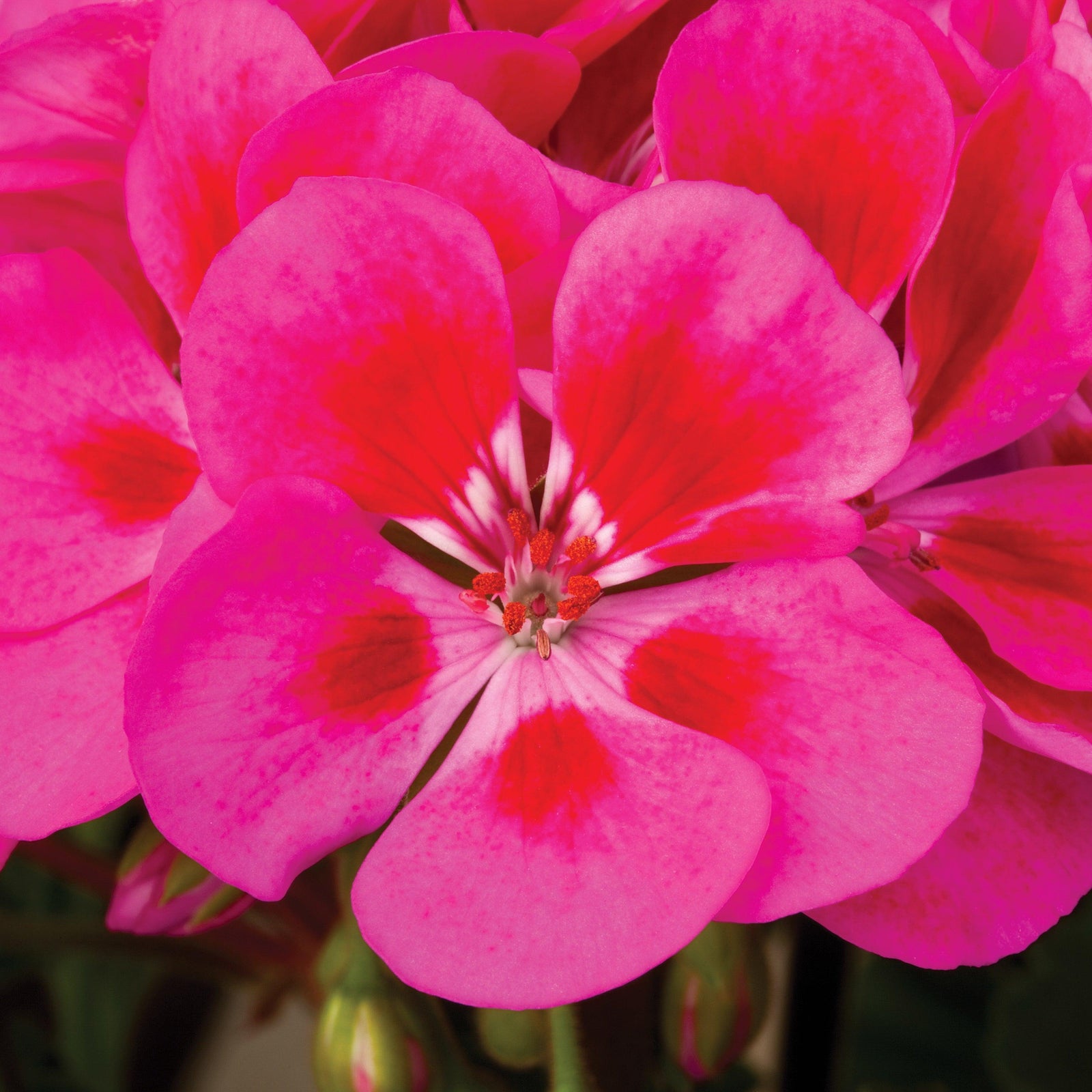 Pelargonium zonal 'Tango Rose Splash' ~ Tango™ Rose Splash Zonal Geranium-ServeScape