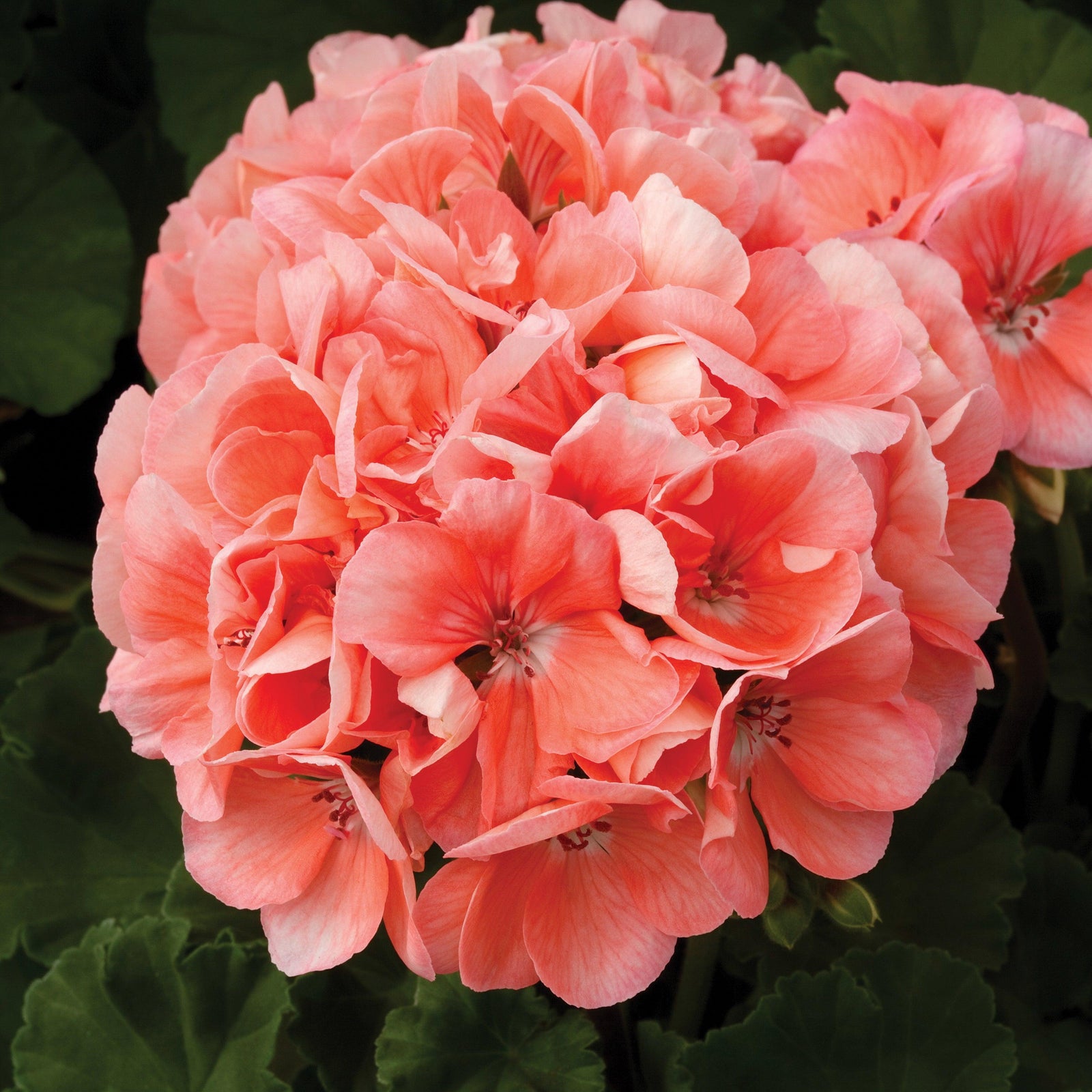 Pelargonium zonal 'Tango Salmon' ~ Tango™ Salmon Zonal Geranium-ServeScape