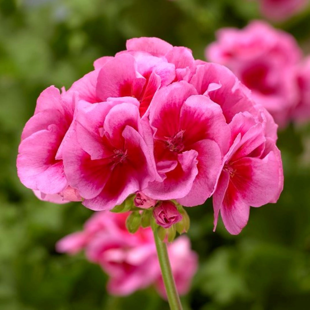 Pelargonium interspecific 'Rose Mega Splash' ~ Calliope® Large Rose Mega Splash Geranium-ServeScape
