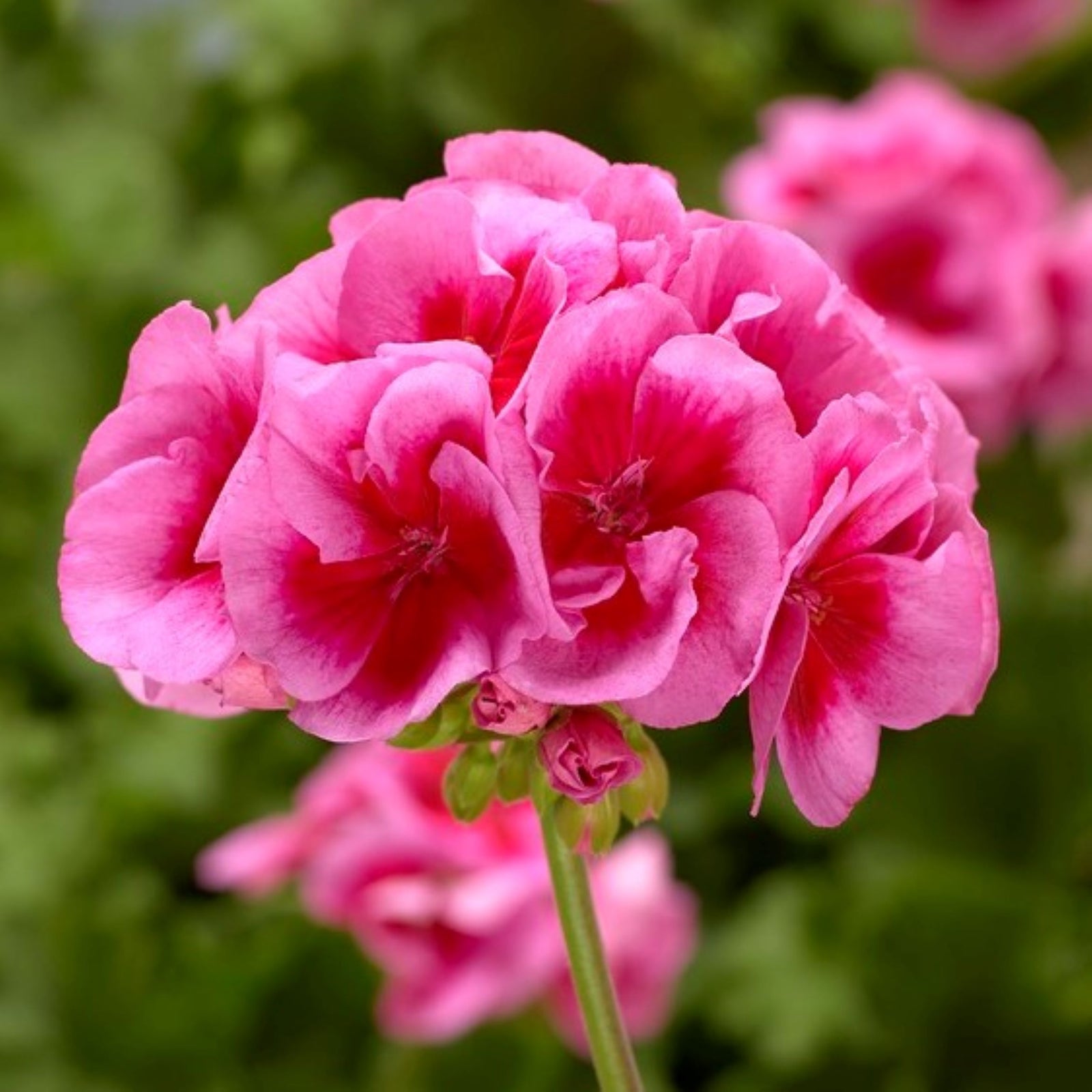 Pelargonium interspecific 'Rose Mega Splash' ~ Calliope® Large Rose Mega Splash Geranium-ServeScape