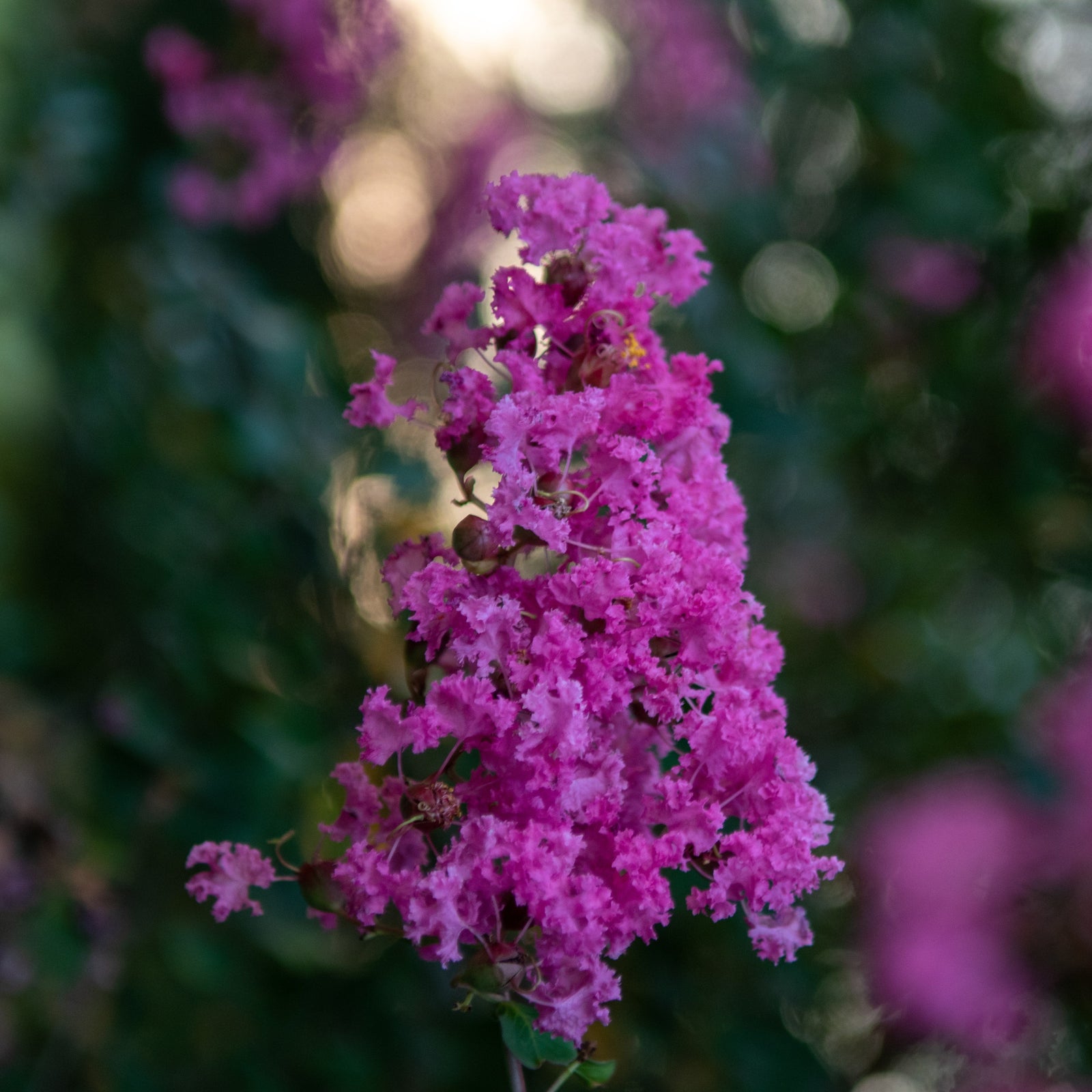 Lagerstroemia indica '1065' ~ Monrovia® Summerlasting™ Plum Crape Myrtle-ServeScape
