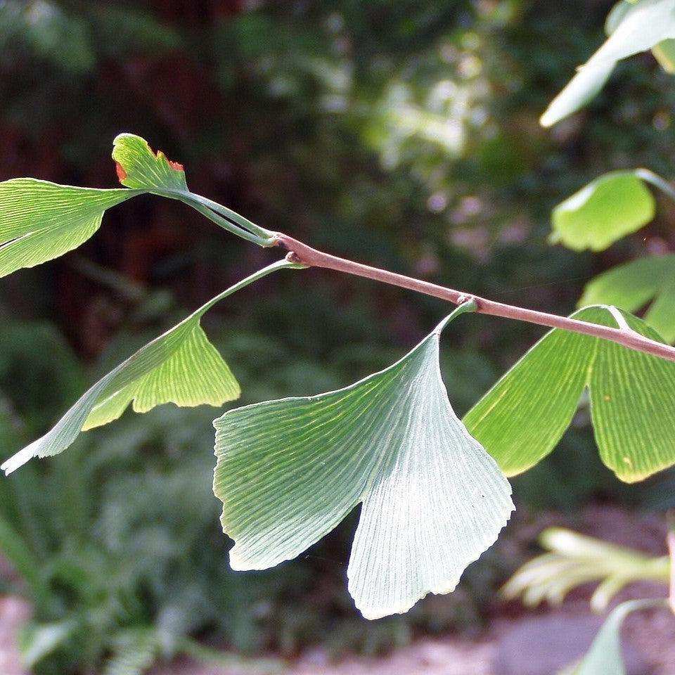 Ginkgo biloba 'Samurai' ~ Samurai Ginkgo-ServeScape