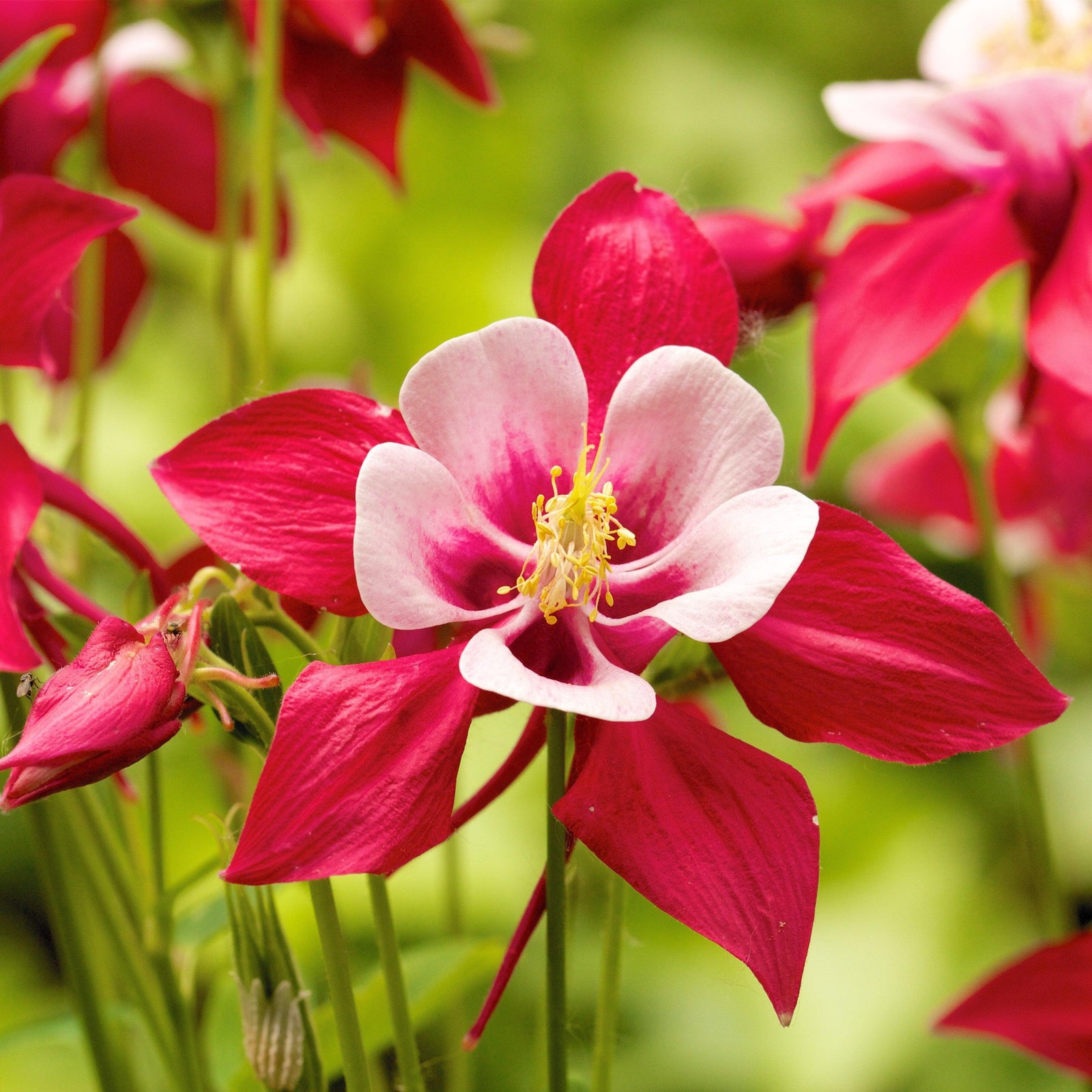 Aquilegia caerulea 'Red & White' ~ Monrovia® Kirigami™ Red & White Columbine-ServeScape