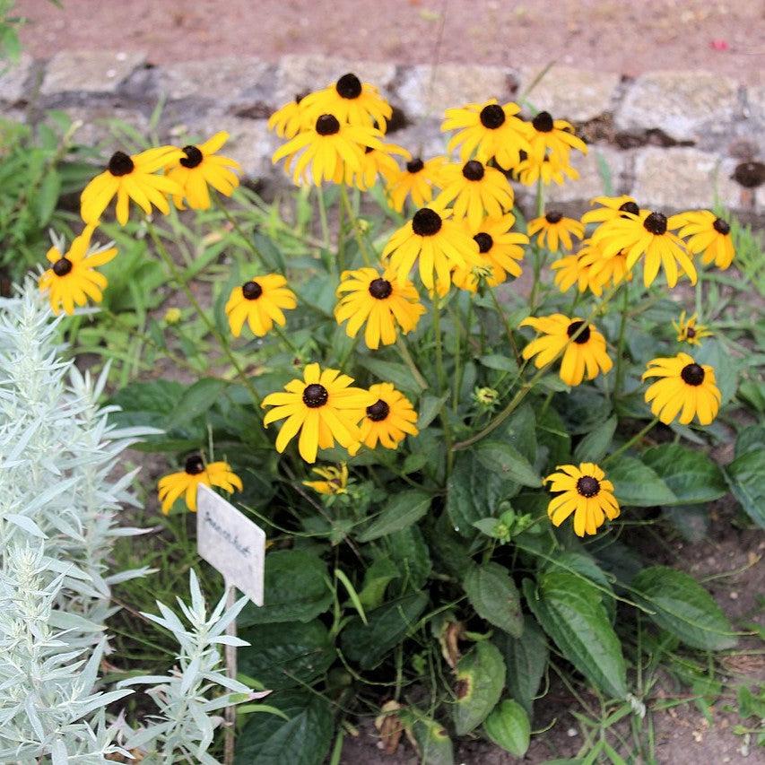 Rudbeckia fulgida var. sullivantii ~ Black-Eyed Susan, Sullivant's Coneflower-ServeScape