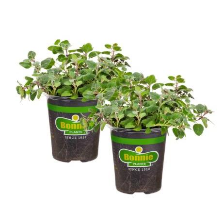 Assorted Herbs ~ Cool Season Herbs (4.5" pot)-ServeScape