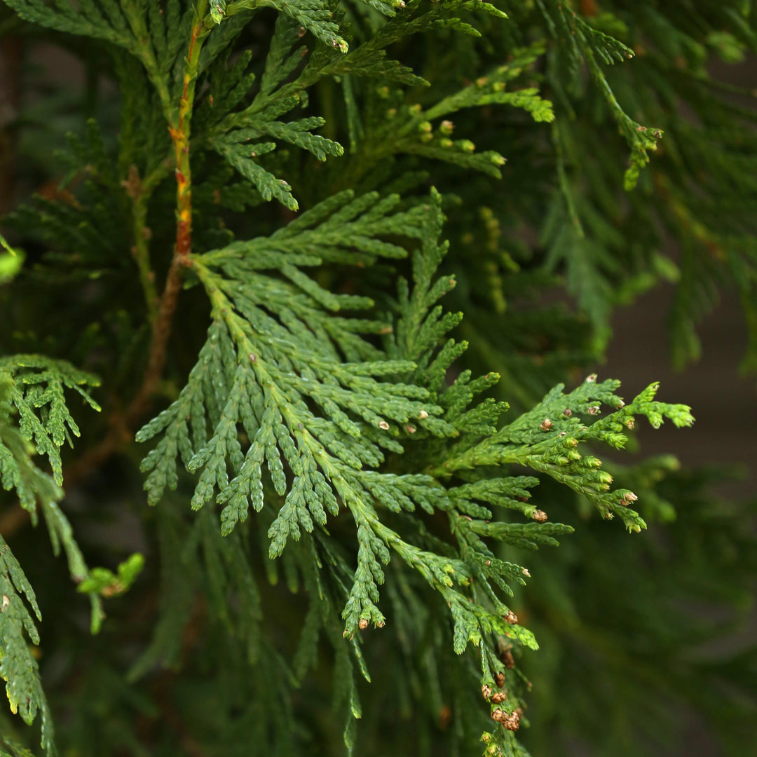 Thuja 'Green Giant' ~ Green Giant Arborvitae-ServeScape