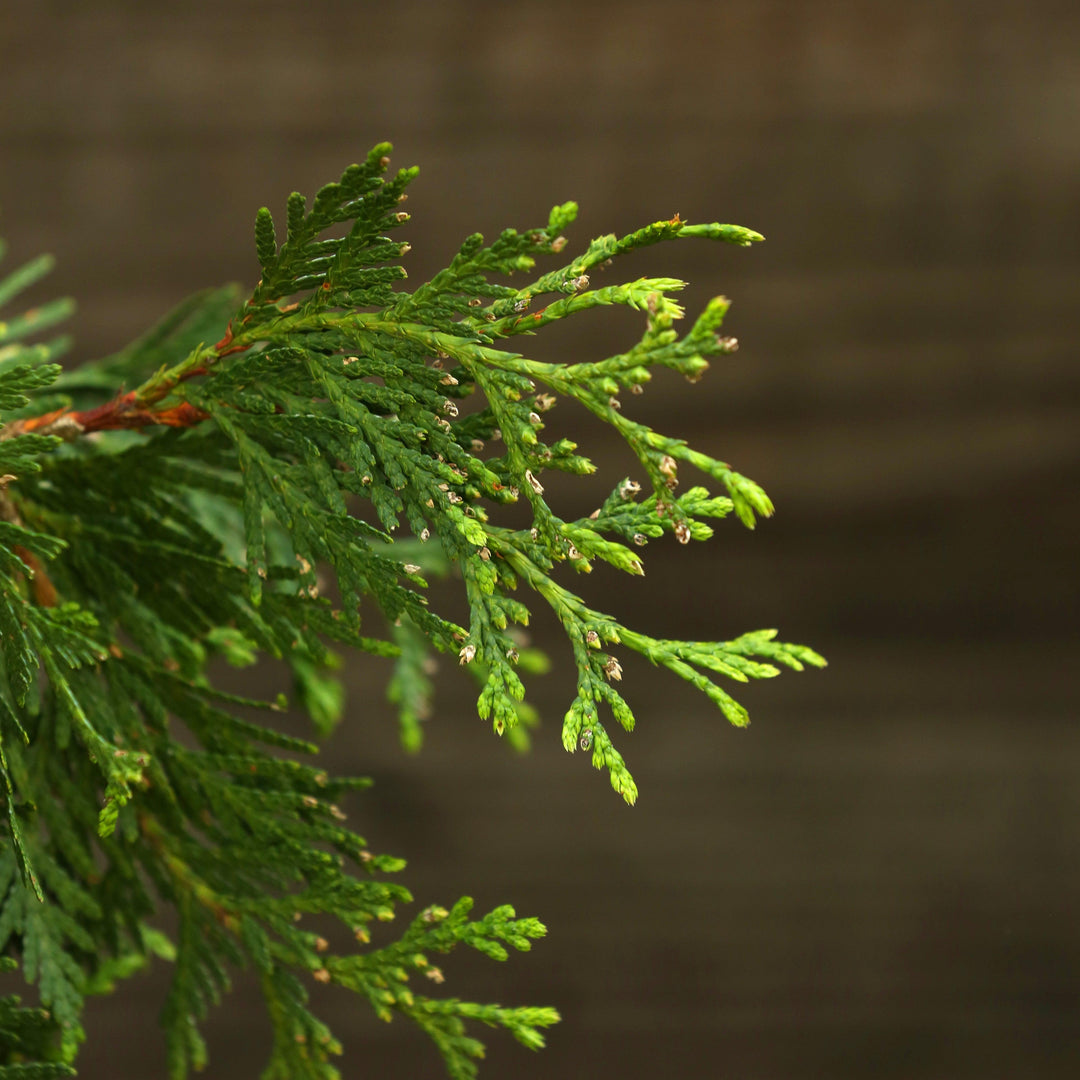 Thuja 'Green Giant' ~ Green Giant Arborvitae-ServeScape