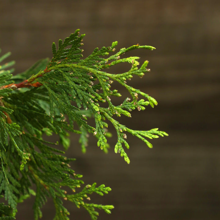 Thuja 'Green Giant' ~ Green Giant Arborvitae-ServeScape