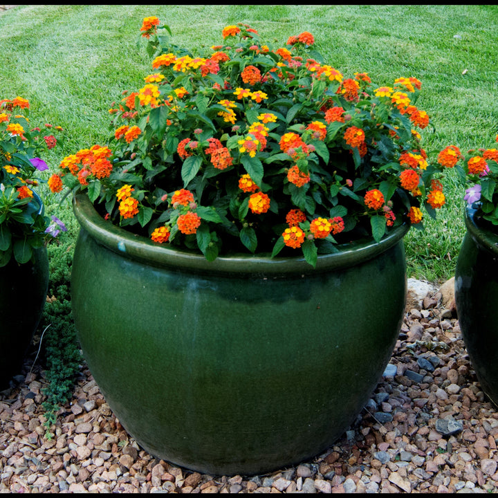 Lantana camara 'Fiesta Paloma' ~ Monrovia® Fiesta™ Paloma Lantana-ServeScape