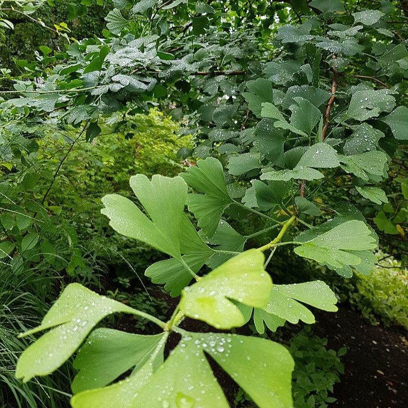 Ginkgo biloba 'Samurai' ~ Samurai Ginkgo-ServeScape