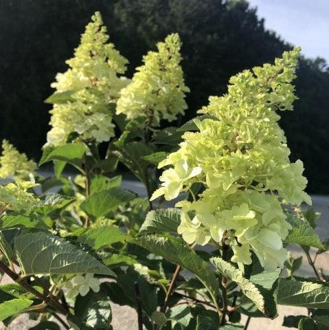 Hydrangea paniculata 'Renba' PP28,509 ~ First Editions® Berry White® Hydrangea-ServeScape