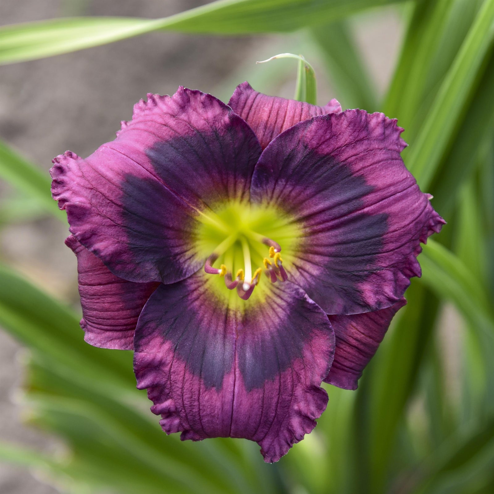 Hemerocallis 'Kansas Kitten' ~ Kansas Kitten Daylily-ServeScape