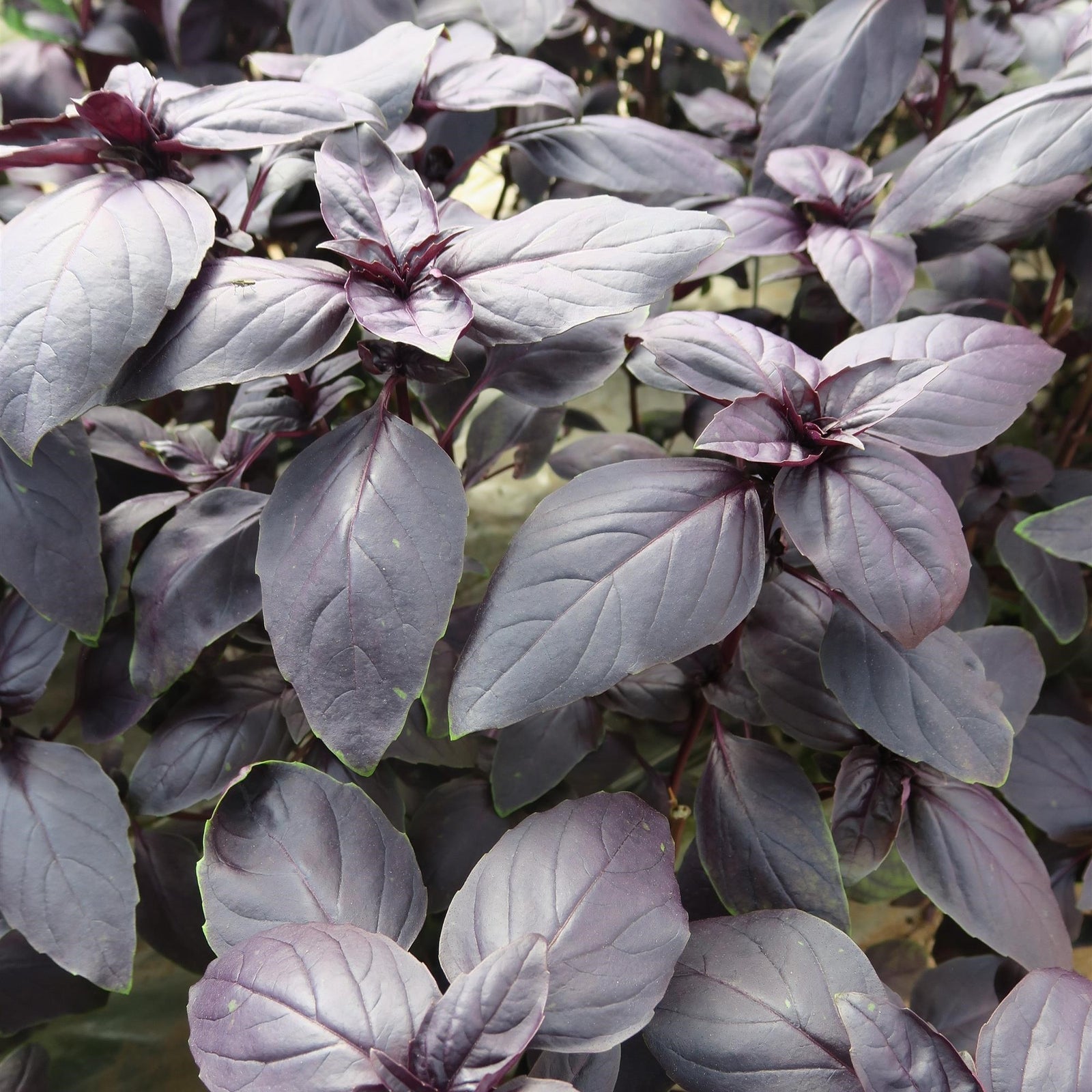 Ocimum basilicum 'Prospera Red' ~ Prospera Red Basil-ServeScape